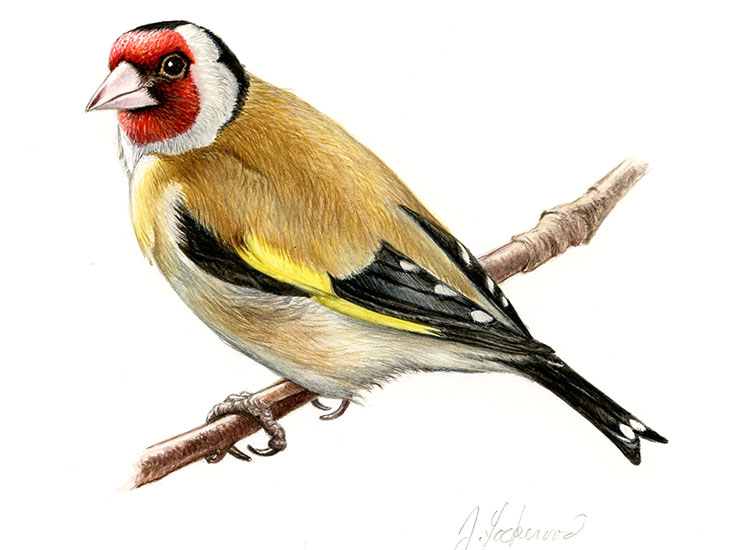stehlík