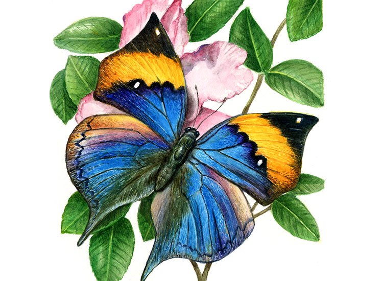 motyl